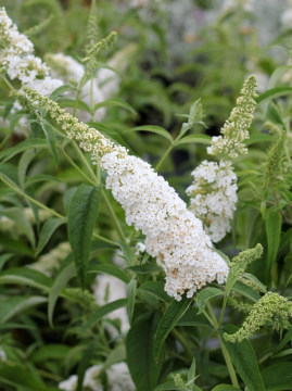 budleja-dawida-white-profusion3.jpg