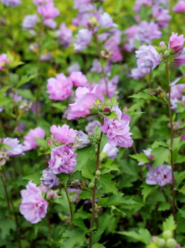 Ketmia syryjska 'Ardens'