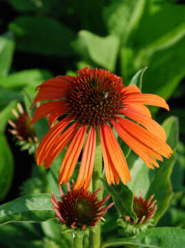 Jeżówka 'Orange Skipper'