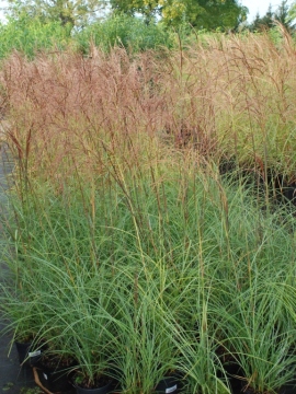 Miskant chiński 'Kleine Fontane'