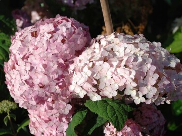 Hortensja 'Candybelle Bubblegum' PBR