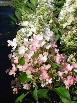 Hortensja bukietowa 'Magical Vesuvio' PBR