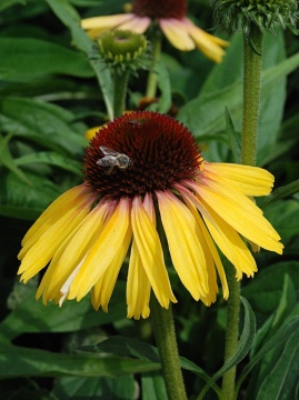 Jeżówka 'Rainbow Yellow'