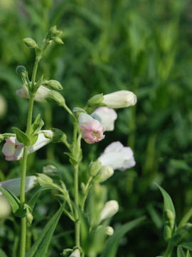 Penstemon 'White Bedder'