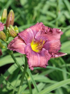  +/- poprawić	 +/- poprawić