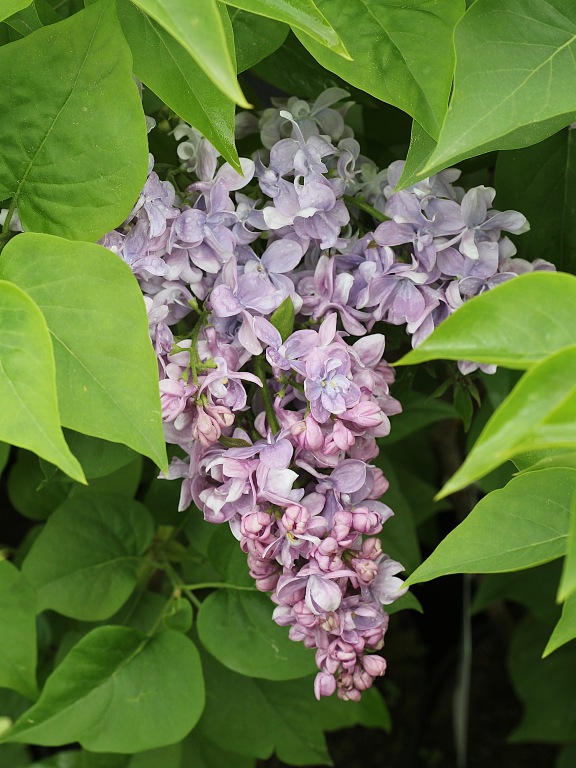 Lilak pospolity 'Maréchal Lannes'