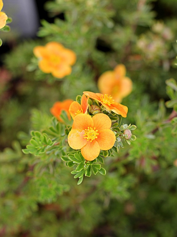 Pięciornik krzewiasty 'Hopley's Orange'