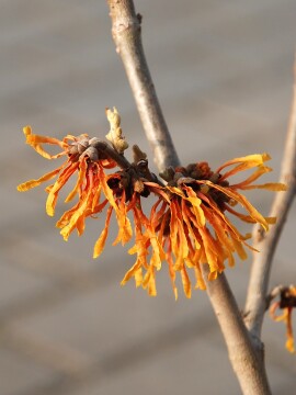 Oczar pośredni 'Orange Peel'