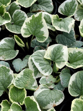 Brunera wielkolistna 'Variegata' - liście