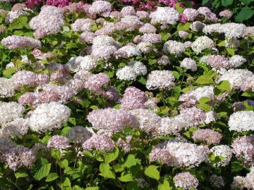 Hortensja 'Candybelle Marshmallow' PBR