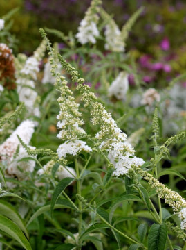 Budleja Dawida 'White Profusion'