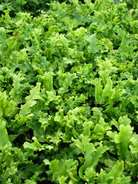 Języcznik zwyczajny 'Cristatum'