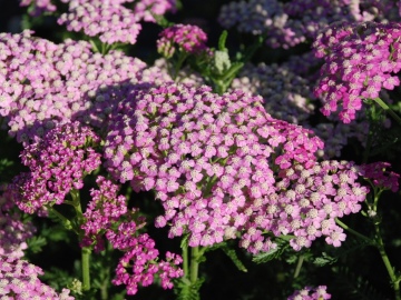 Krwawnik pospolity 'Pretty Belinda'