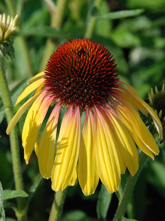 Jeżówka 'Rainbow Yellow'