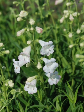 Penstemon 'White Bedder'