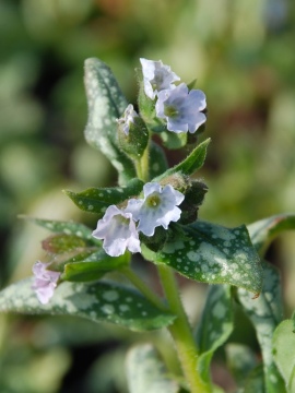 Błękitne kwiaty miodunki 'Moonshine'