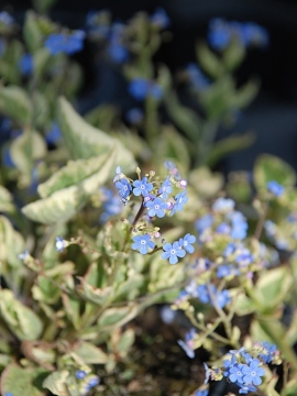 brunera-variegata.JPG
