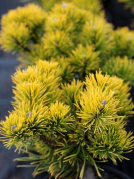 sosna-gorska-carsten-wintergold.jpg