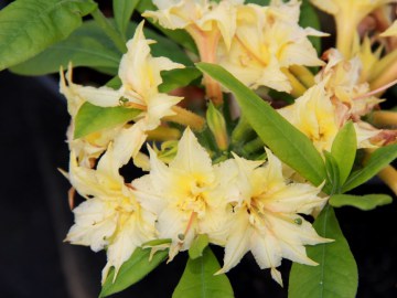 azalia_wielkokwiatowa-narcisiflora.jpg