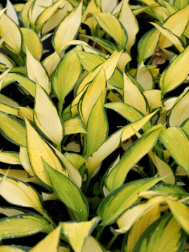 Funkia 'Orange Marmalade'