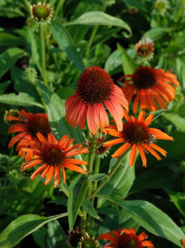 Jeżówka 'Orange Skipper'