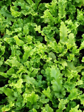 Języcznik zwyczajny 'Cristatum'