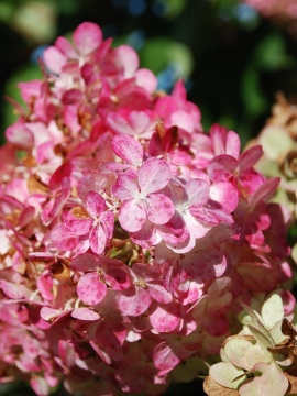 hortensja-bukietowa-vanille-fraise_1.JPG
