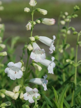penstemon-white-bedder.JPG