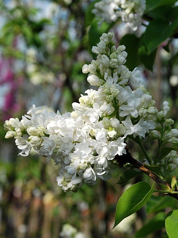 Lilak pospolity 'Mme Lemoine'