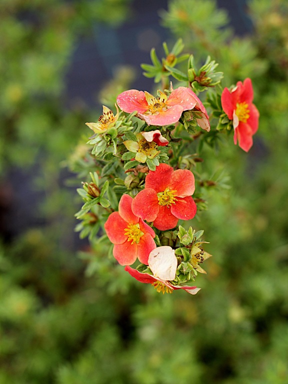 Pięciornik krzewiasty 'Marian Red Robin' PBR