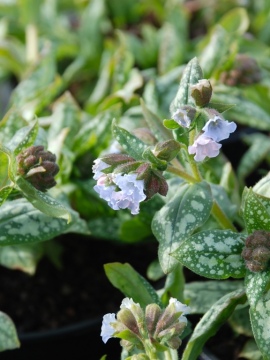 Błękitne kwiaty miodunki 'Moonshine'