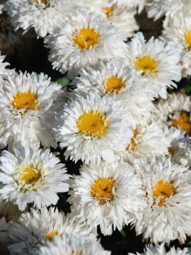zlocien-sweet-daisy-rebecca-2.jpg