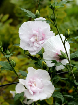 Ketmia syryjska 'China Chiffon'