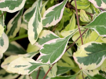 Obrzeżone liście wiciokrzewa Herckotta 'Variegata' 