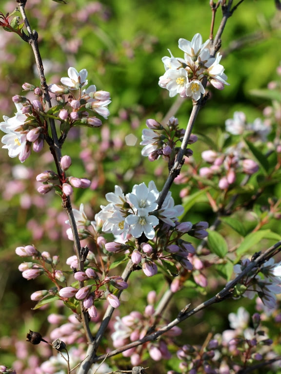 Żylistek zaróżowiony 'Kalmiflora'