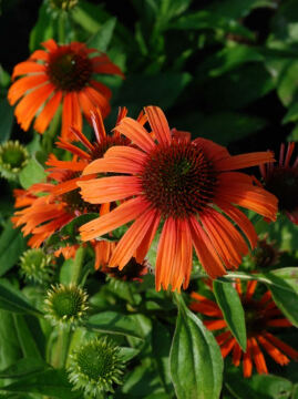Jeżówka 'Orange Skipper'