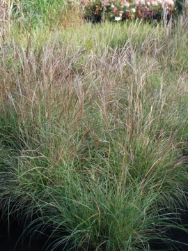  Miskant chiński 'Yaku Jima'