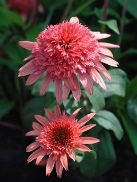 Jeżówka 'Raspberry Truffle'