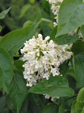 Lilak pospolity 'Primose'