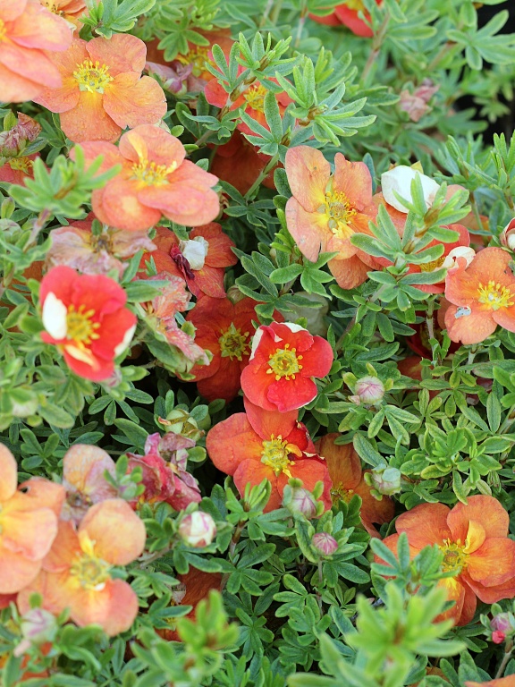 Pięciornik krzewiasty 'Red Ace'