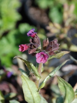Kwiaty miodunki 'Silver Bouquet'