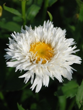 Złocień wielki Sweet Daisy 'Rebecca'