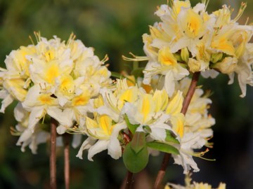 Azalia wielkokwiatowa 'Northern Hi-Lights'