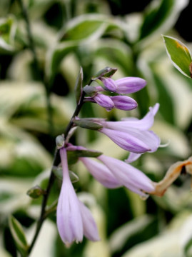 Funkia 'Patriot'