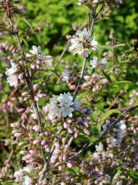 Żylistek zaróżowiony 'Kalmiflora'