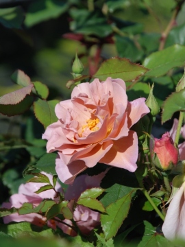 Róża rabatowa 'Lavender Pinocchio'