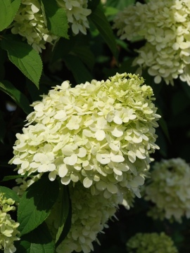 hortensja-bukietowa-lime-light1.JPG