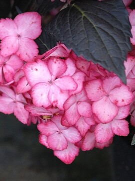 hortensja_ogroddowa_eclipse91.JPG