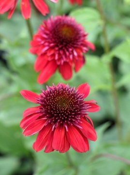 Jeżówka 'Eccentric' - początek kwitnienia