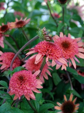 Jeżówka 'Raspberry Truffle'